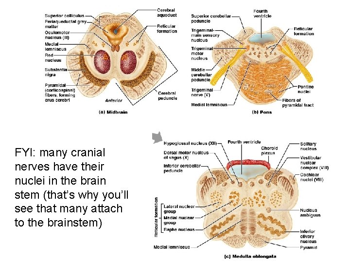 FYI: many cranial nerves have their nuclei in the brain stem (that’s why you’ll