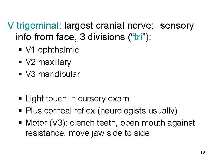 V trigeminal: largest cranial nerve; sensory info from face, 3 divisions (“tri”): § V