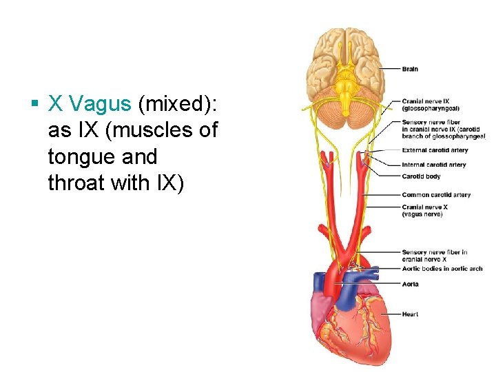 § X Vagus (mixed): as IX (muscles of tongue and throat with IX) 21