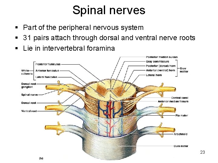 Spinal nerves § Part of the peripheral nervous system § 31 pairs attach through