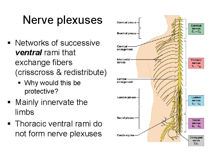 Nerve plexuses § Networks of successive ventral rami that exchange fibers (crisscross & redistribute)