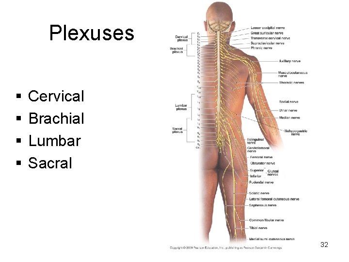 Plexuses § § Cervical Brachial Lumbar Sacral 32 