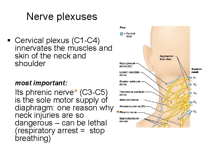 Nerve plexuses § Cervical plexus (C 1 -C 4) innervates the muscles and skin