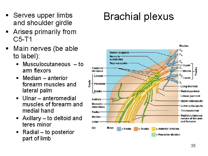 § Serves upper limbs and shoulder girdle § Arises primarily from C 5 -T