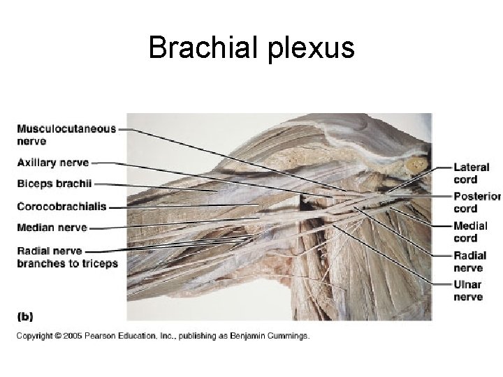 Brachial plexus 41 