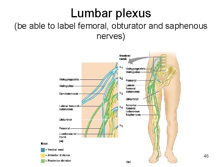 Lumbar plexus (be able to label femoral, obturator and saphenous nerves) 46 