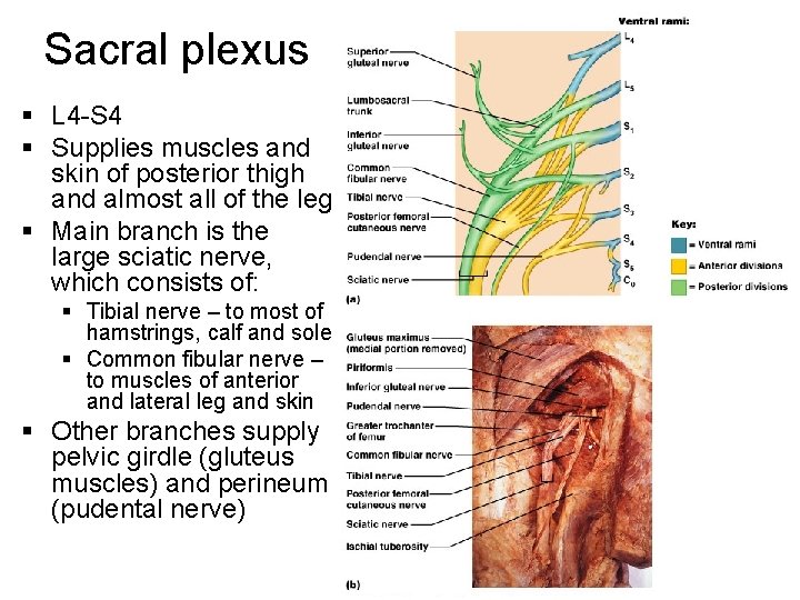 Sacral plexus § L 4 -S 4 § Supplies muscles and skin of posterior