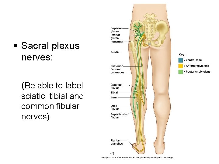 § Sacral plexus nerves: (Be able to label sciatic, tibial and common fibular nerves)