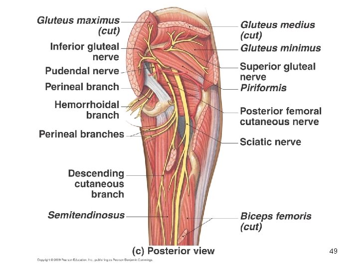 The Peripheral Nervous System 1 Peripheral Nervous System