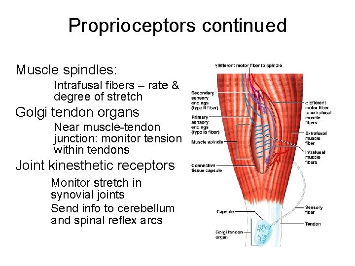 Proprioceptors continued Muscle spindles: Intrafusal fibers – rate & degree of stretch Golgi tendon