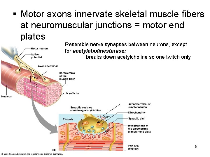 § Motor axons innervate skeletal muscle fibers at neuromuscular junctions = motor end plates