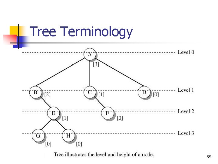 Tree Terminology 36 