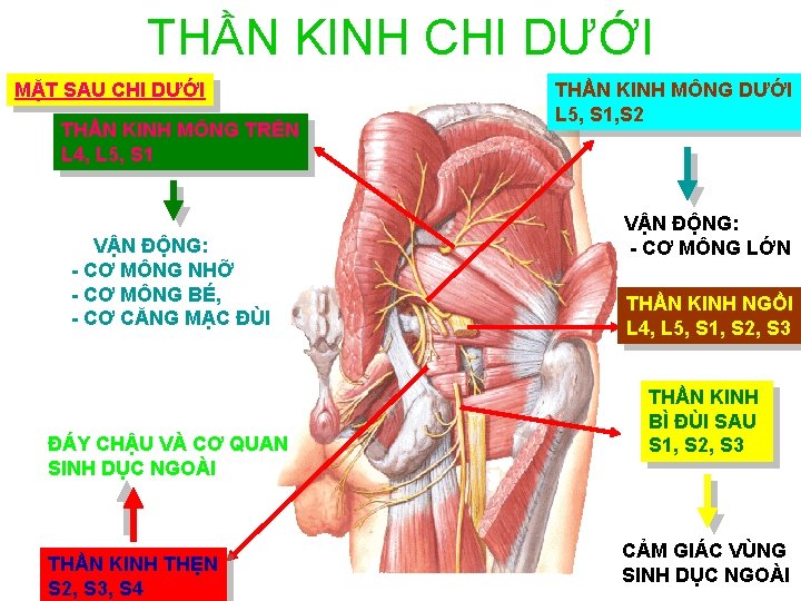 THẦN KINH CHI DƯỚI MẶT SAU CHI DƯỚI THẦN KINH MÔNG TRÊN L 4,