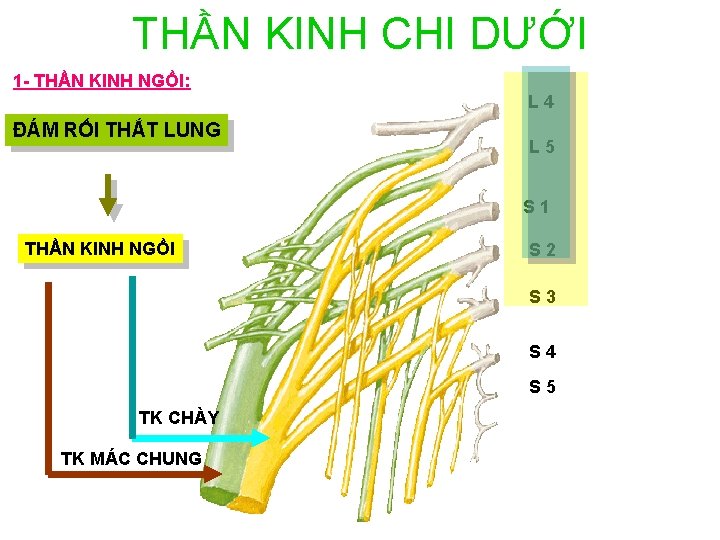 THẦN KINH CHI DƯỚI 1 - THẦN KINH NGỒI: L 4 ĐÁM RỐI THẮT