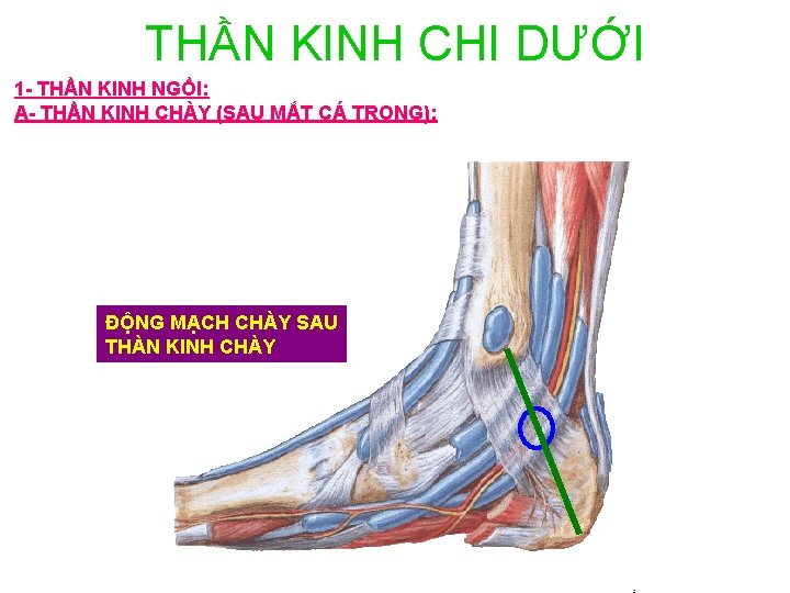 THẦN KINH CHI DƯỚI 1 - THẦN KINH NGỒI: A- THẦN KINH CHÀY (SAU