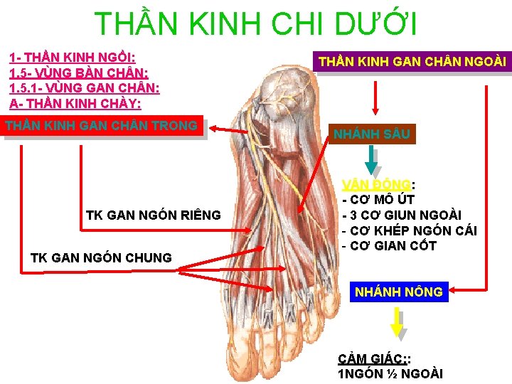 THẦN KINH CHI DƯỚI 1 - THẦN KINH NGỒI: 1. 5 - VÙNG BÀN