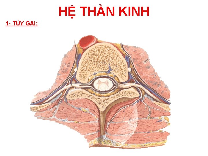 HỆ THẦN KINH 1 - TỦY GAI: 