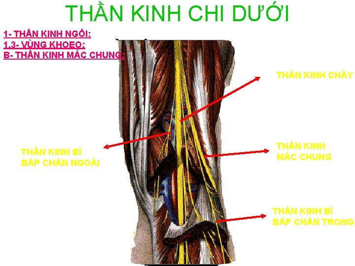 THẦN KINH CHI DƯỚI 1 - THẦN KINH NGỒI: 1. 3 - VÙNG KHOEO: