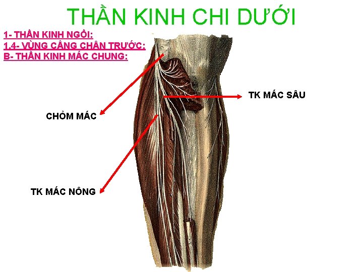 THẦN KINH CHI DƯỚI 1 - THẦN KINH NGỒI: 1. 4 - VÙNG CẲNG