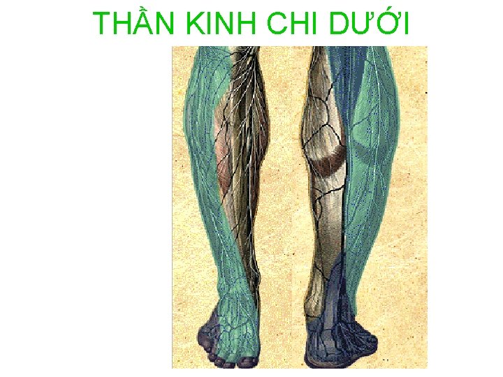 THẦN KINH CHI DƯỚI 