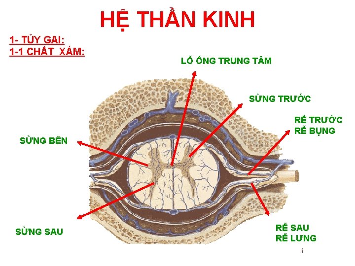 HỆ THẦN KINH 1 - TỦY GAI: 1 -1 CHẤT XÁM: LỖ ỐNG TRUNG