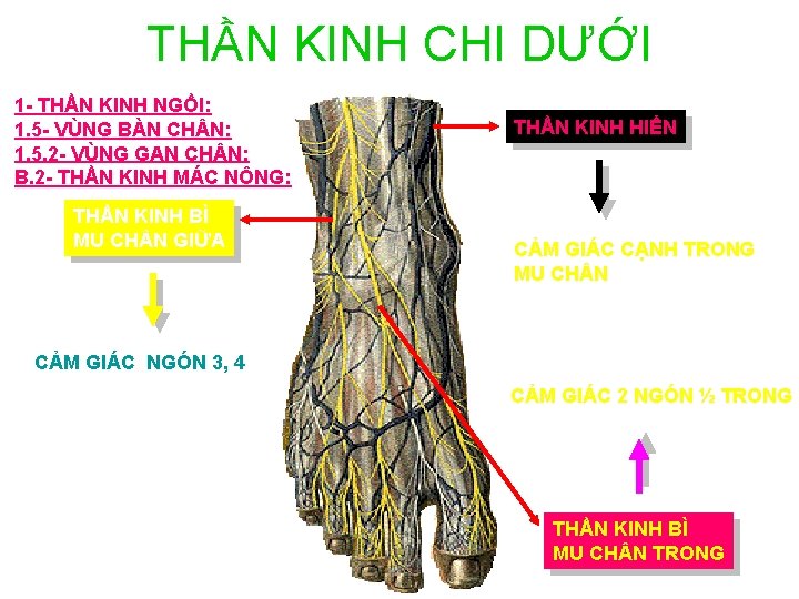 THẦN KINH CHI DƯỚI 1 - THẦN KINH NGỒI: 1. 5 - VÙNG BÀN