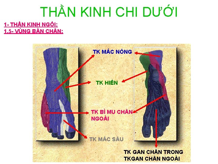 THẦN KINH CHI DƯỚI 1 - THẦN KINH NGỒI: 1. 5 - VÙNG BÀN