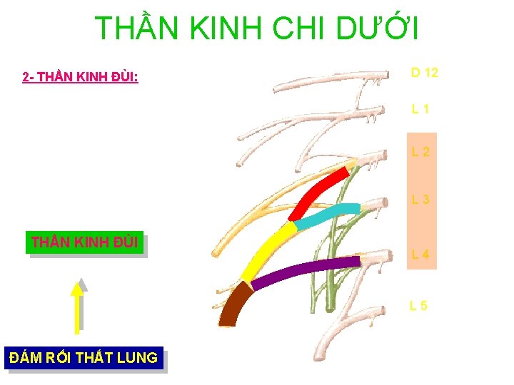 THẦN KINH CHI DƯỚI 2 - THẦN KINH ĐÙI: D 12 L 1 L