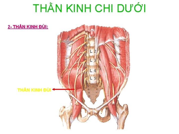 THẦN KINH CHI DƯỚI 2 - THẦN KINH ĐÙI: L 2 L 3 L