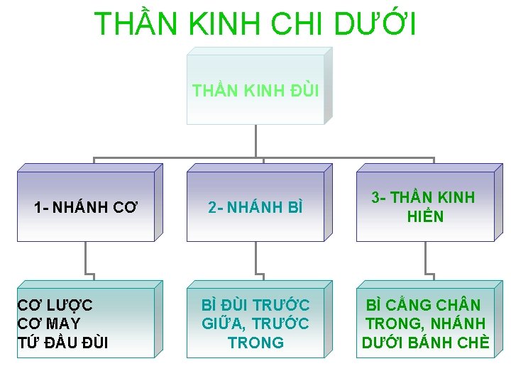 THẦN KINH CHI DƯỚI THẦN KINH ĐÙI 1 - NHÁNH CƠ CƠ LƯỢC CƠ