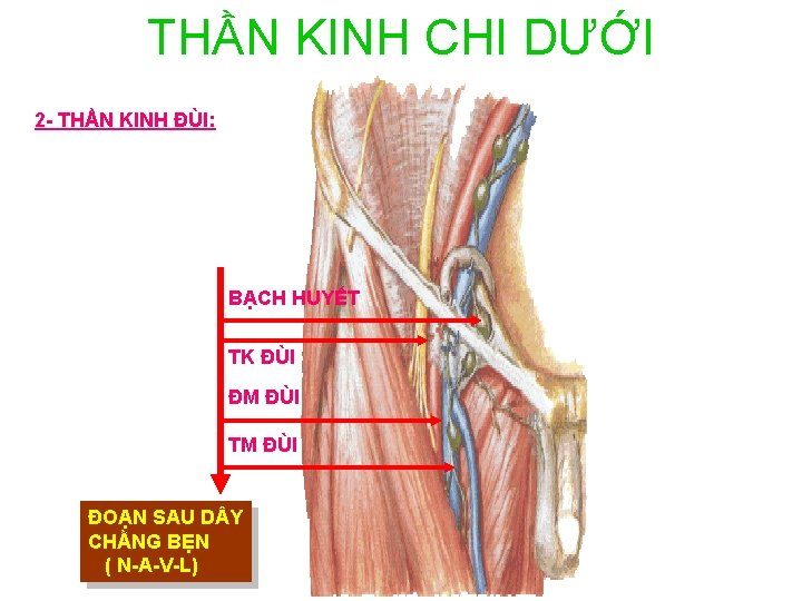 THẦN KINH CHI DƯỚI 2 - THẦN KINH ĐÙI: BẠCH HUYẾT TK ĐÙI ĐM