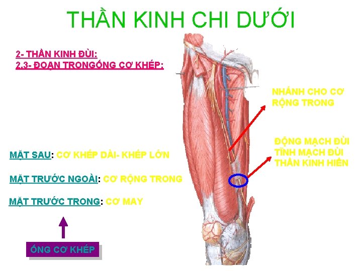 THẦN KINH CHI DƯỚI 2 - THẦN KINH ĐÙI: 2. 3 - ĐOẠN TRONGỐNG