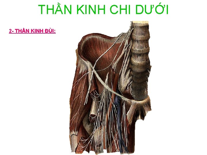 THẦN KINH CHI DƯỚI 2 - THẦN KINH ĐÙI: 