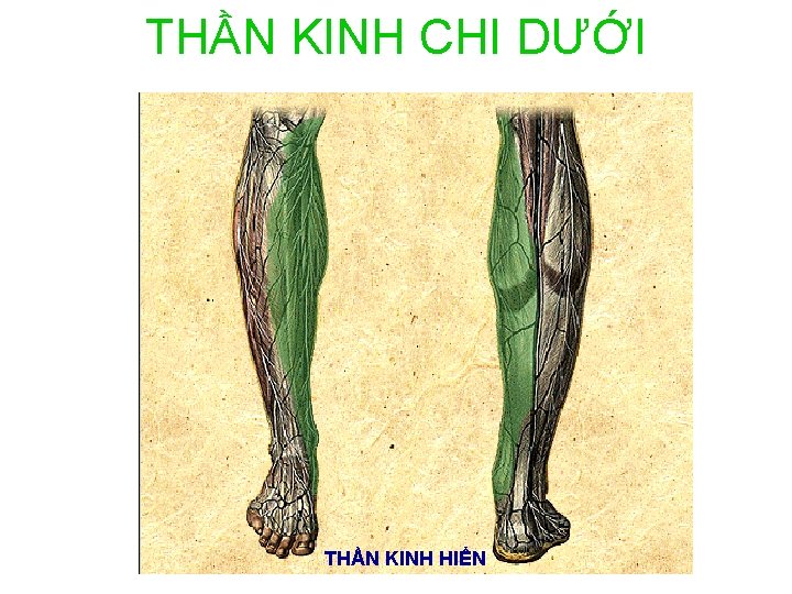 THẦN KINH CHI DƯỚI THẦN KINH HIỂN 