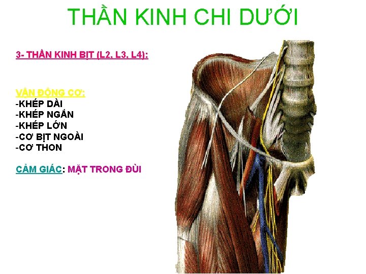 THẦN KINH CHI DƯỚI 3 - THẦN KINH BỊT (L 2, L 3, L