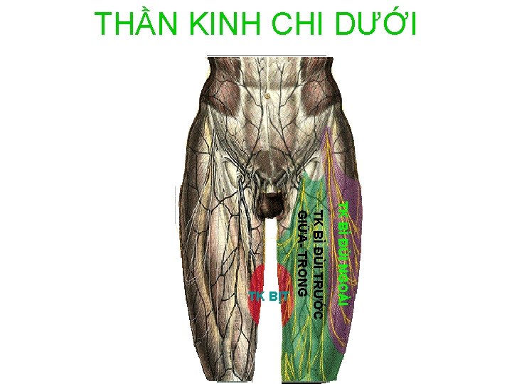 THẦN KINH CHI DƯỚI TK BÌ ĐÙI NGOÀI TK BÌ ĐÙI TRƯỚC GIỮA- TRONG