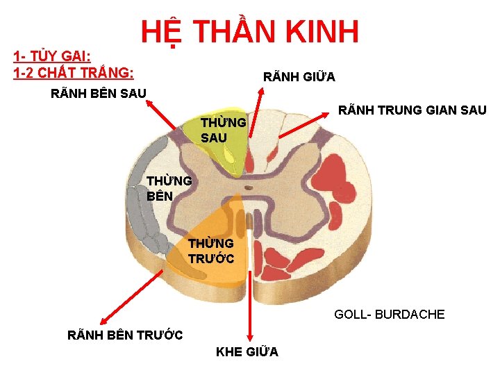 1 - TỦY GAI: 1 -2 CHẤT TRẮNG: HỆ THẦN KINH RÃNH GIỮA RÃNH