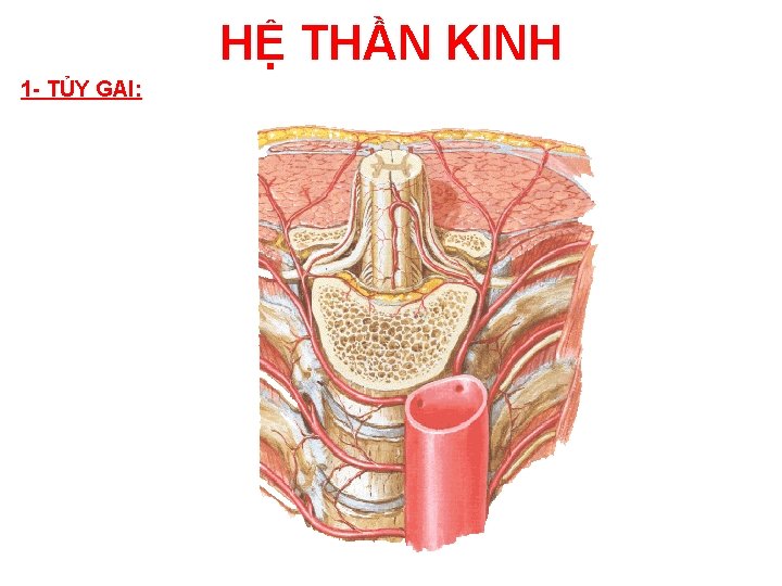 HỆ THẦN KINH 1 - TỦY GAI: 