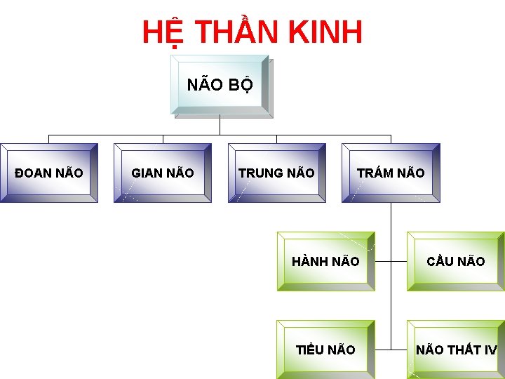 HỆ THẦN KINH NÃO BỘ ĐOAN NÃO GIAN NÃO TRUNG NÃO TRÁM NÃO HÀNH