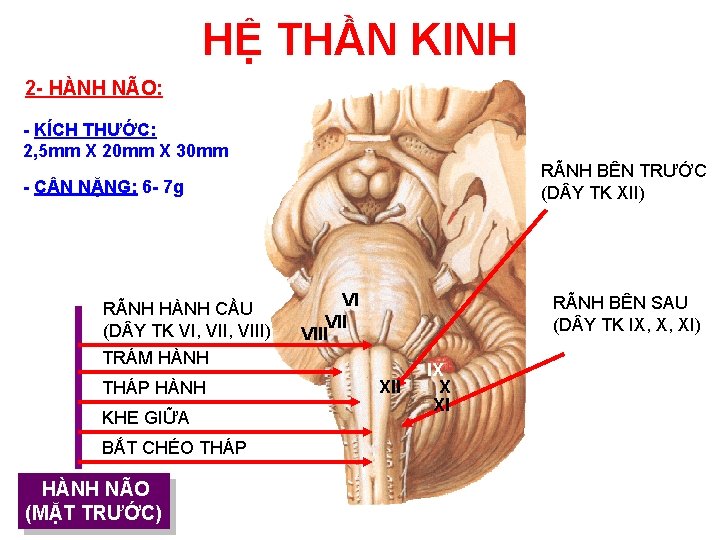 HỆ THẦN KINH 2 - HÀNH NÃO: - KÍCH THƯỚC: 2, 5 mm X