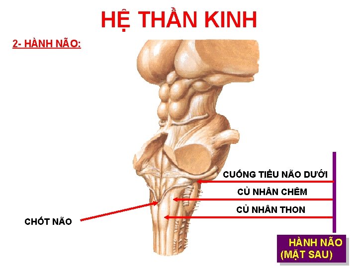 HỆ THẦN KINH 2 - HÀNH NÃO: CUỐNG TIỂU NÃO DƯỚI CỦ NH N