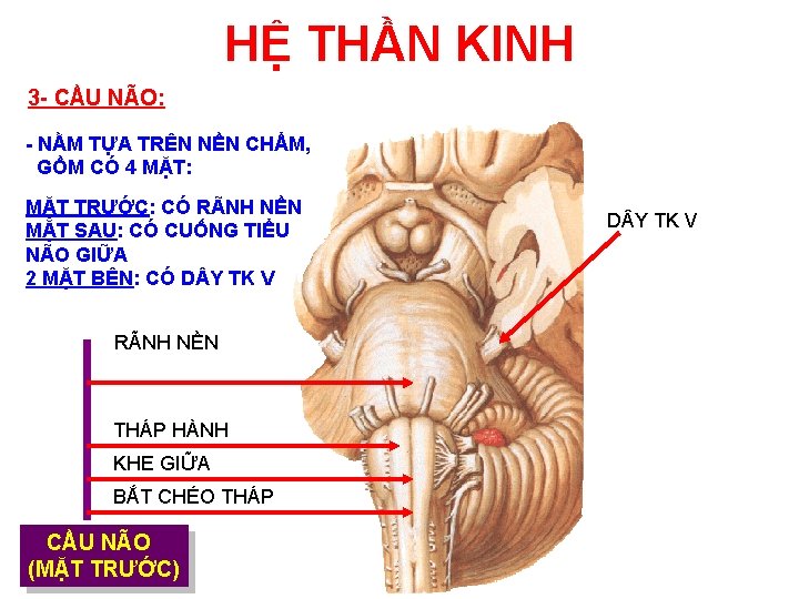 HỆ THẦN KINH 3 - CẦU NÃO: - NẰM TỰA TRÊN NỀN CHẨM, GỒM