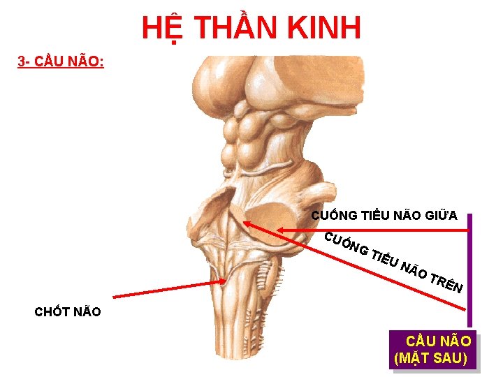 HỆ THẦN KINH 3 - CẦU NÃO: CUỐNG TIỂU NÃO GIỮA CU ỐN GT