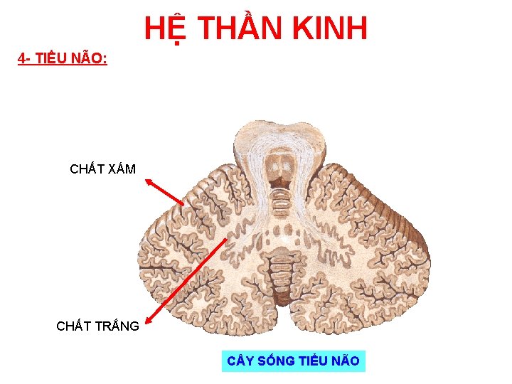 HỆ THẦN KINH 4 - TIỂU NÃO: CHẤT XÁM CHẤT TRẮNG C Y SỐNG