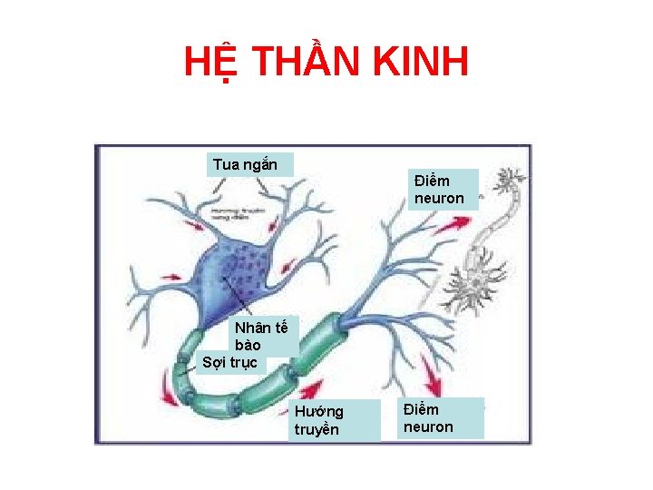 HỆ THẦN KINH Tua ngắn Điểm neuron Nhân tế bào Sợi trục Hướng truyền