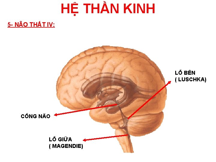 HỆ THẦN KINH 5 - NÃO THẤT IV: LỖ BÊN ( LUSCHKA) CỐNG NÃO