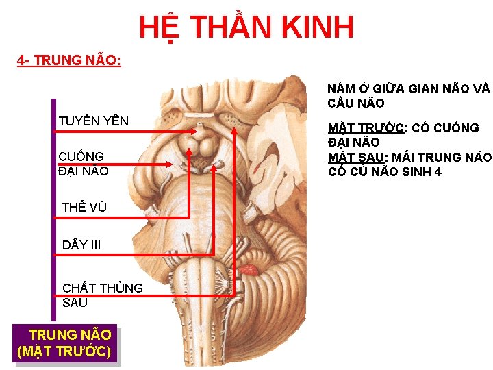 HỆ THẦN KINH 4 - TRUNG NÃO: NẰM Ở GIỮA GIAN NÃO VÀ CẦU