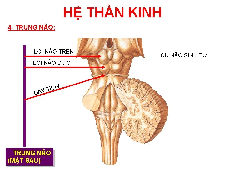 HỆ THẦN KINH 4 - TRUNG NÃO: LỒI NÃO TRÊN LỒI NÃO DƯỚI I