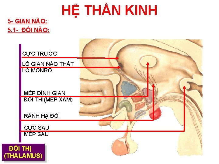 HỆ THẦN KINH 5 - GIAN NÃO: 5. 1 - ĐỒI NÃO: CỰC TRƯỚC