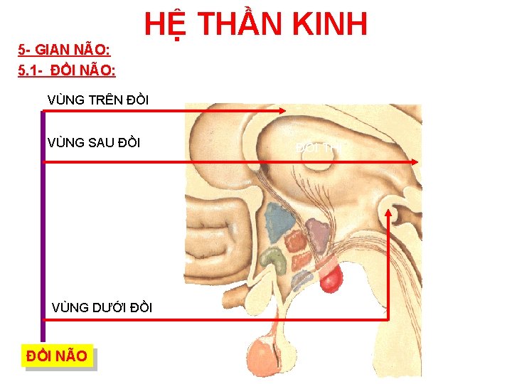 HỆ THẦN KINH 5 - GIAN NÃO: 5. 1 - ĐỒI NÃO: VÙNG TRÊN